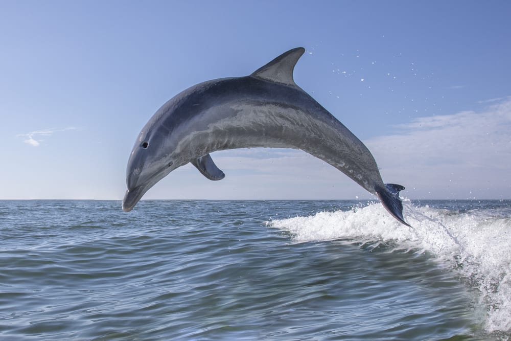 Dolphin on Hilton Head Island