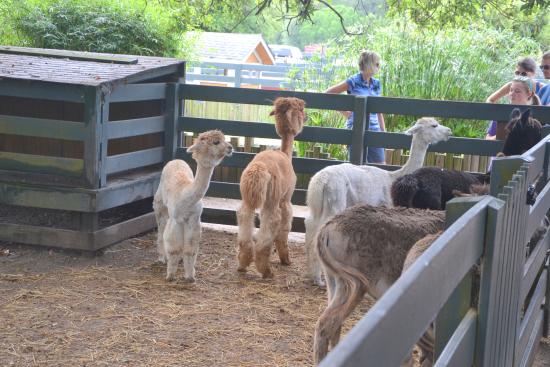 Petting zoo at Lawton Stables in Sea Pines